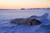 «Чумовые выходные в Арктике»